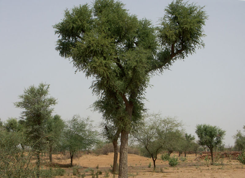 La Forêt des 29 - L'arbre qui allaite le monde - Photo 7